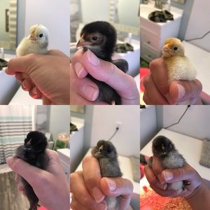 Meet your Posher, Lucy